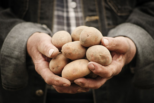 Close-up of male hands holding a potato
