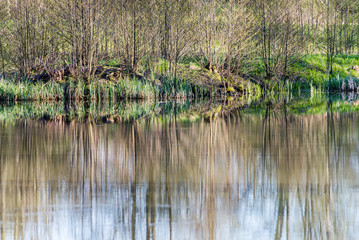scenic reflections of trees and clouds in water