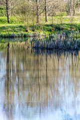 scenic reflections of trees and clouds in water