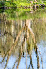 scenic reflections of trees and clouds in water