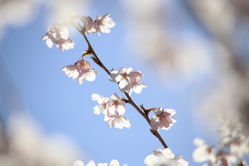 石山寺の桜