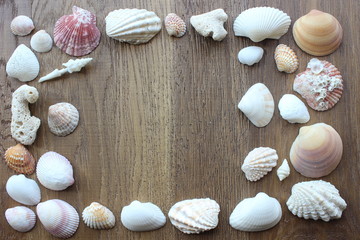 Sea shell-Summer concept
