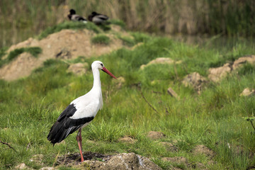 stork