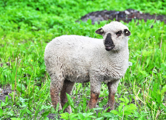 lamb eats dandelions