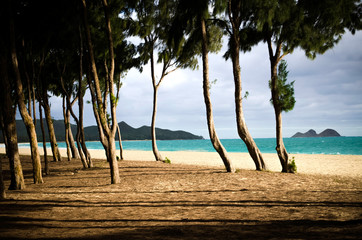 Ironwood trees by the Waimanalo beach