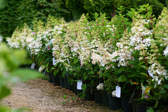 Hydrangea paniculata Pinky Winky in a garden center