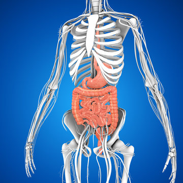 Digestive system