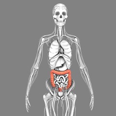 Large intestine