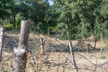 Old barbed wire fence