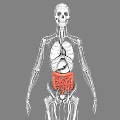 Small and large intestine