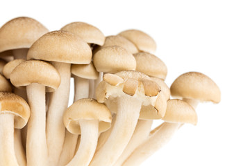 White Bunashimeji mashrooms, isolated on white