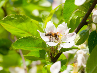 Bee and cherry blossom