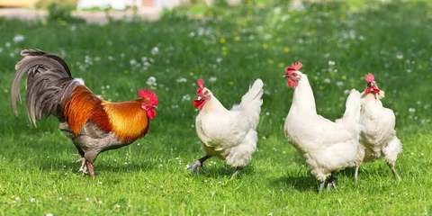Foto auf Acrylglas Hähnchen Szene mit Hühnerstall