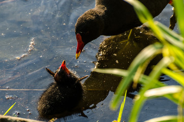 Teichrallen Mutter füttert Küken