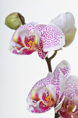 Close up of an orchid