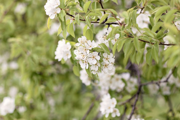 Close-up photo of bloomig lilac
