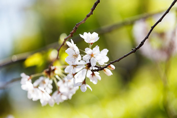 spring tree