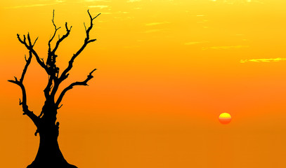 Death tree against sunlight over sky background in sunset.