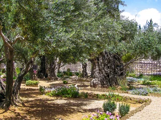 Papier Peint photo Lavable Olivier Olives trees in the Garden of Gethsemane, Jerusalem.