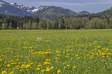 Frühling im Isarwinkel