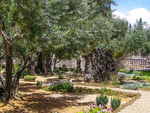 Olives trees in the Garden of Gethsemane, Jerusalem.