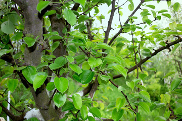 Fototapeta na wymiar Pear tree