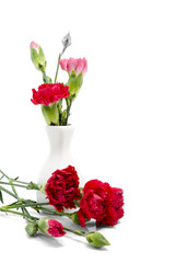 Red carnation in white vase