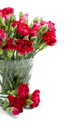 Red carnation in glass vase