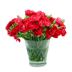 Red carnation in glass vase