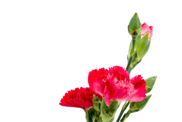 Close up Red carnation in vase