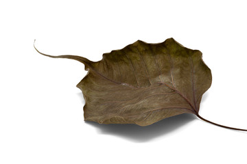 Dry bodhi leaf vein on white background