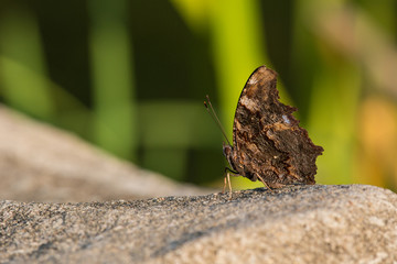 Blue Admiral standing on stone