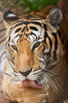 The tiger licks a paw