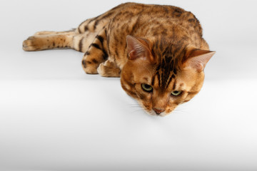 Bengal Cat on White background and Looking down
