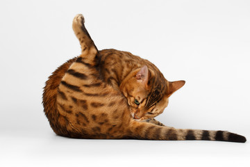 Bengal Cat on White background, licked himself ass