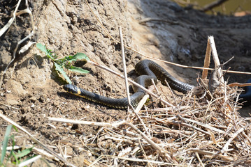 black snake natrix