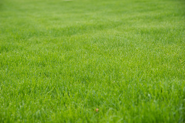Lawn / maintained green grassy area