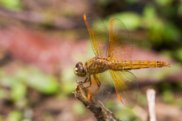 Portrait of Yellow dragonfly 