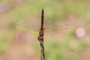 Portrait of dragonfly - Coastal Glider