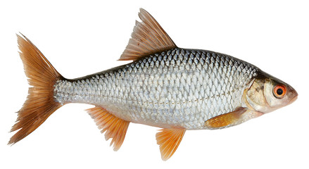 Roach, river fish isolated on white background.