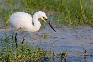 Little Egret standing in water looking for food