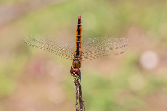 Portrait of dragonfly - Coastal Glider