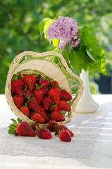 Strawberries, berries in the basket, spread out over the table