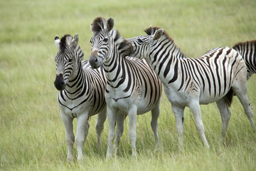 Fototapeta na wymiar Burchell's Zebra viewed in South Africa