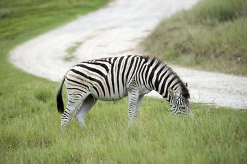 Fototapeta na wymiar Burchell's Zebra viewed grazing alongside a road in South Africa