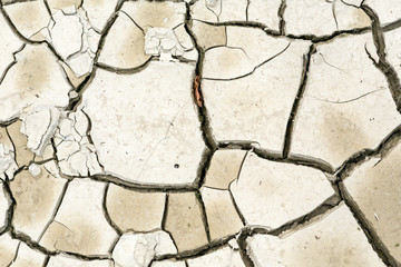 Plant in dried cracked mud