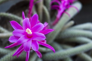 Cactus with beautifull purple flower