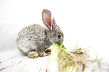 Gray rabbit