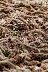 Tree crop