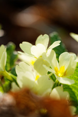 Fototapeta premium Beautiful flower